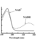 Coenzymes